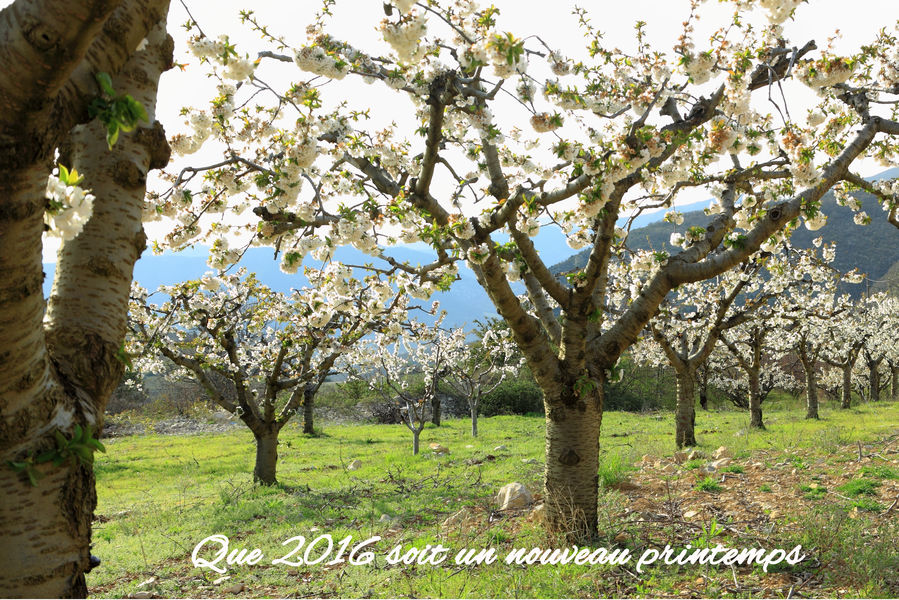 Voeux2016